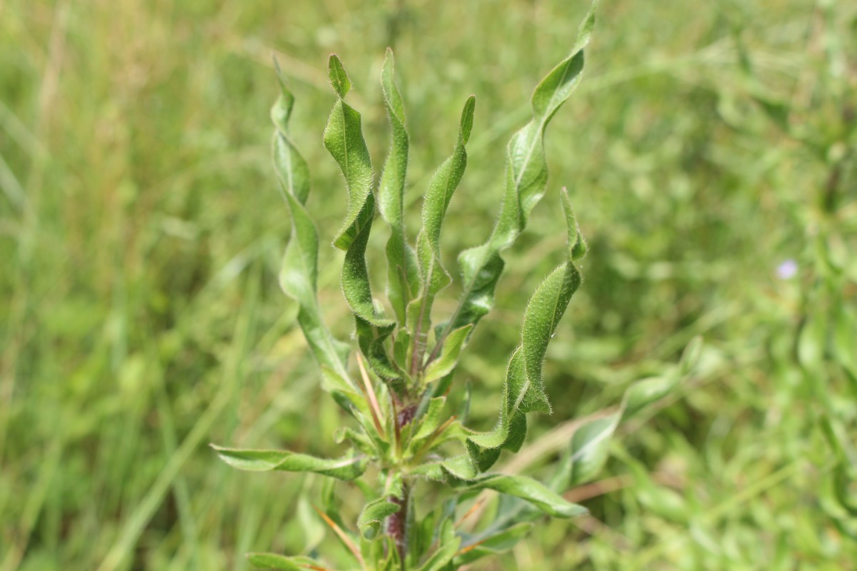 Hygrophila auriculata (Schumach.) Heine